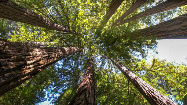 Tree Health Inspection in Lookout Mountain, AL